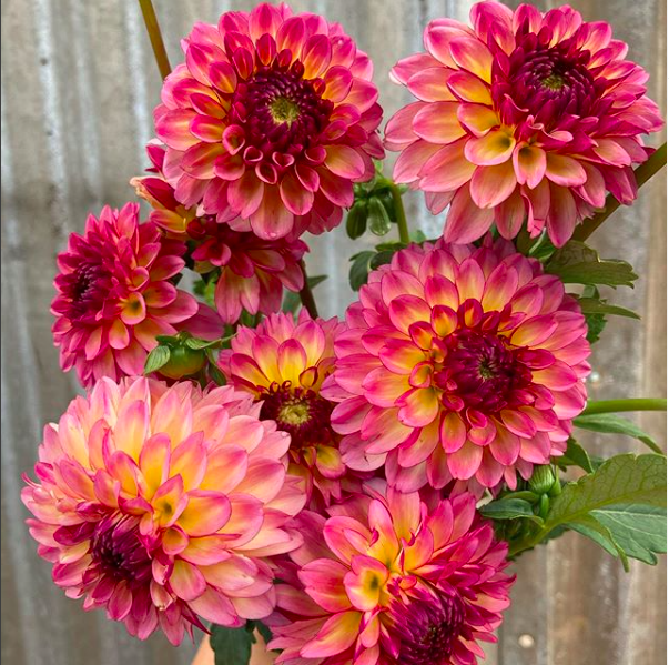 Dahlia Arrangement with Grace Hope Farms Downtown Campbell